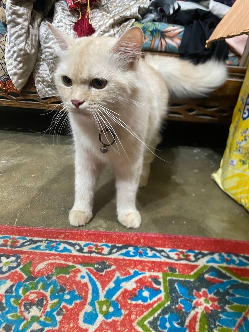 Persian Cat 1