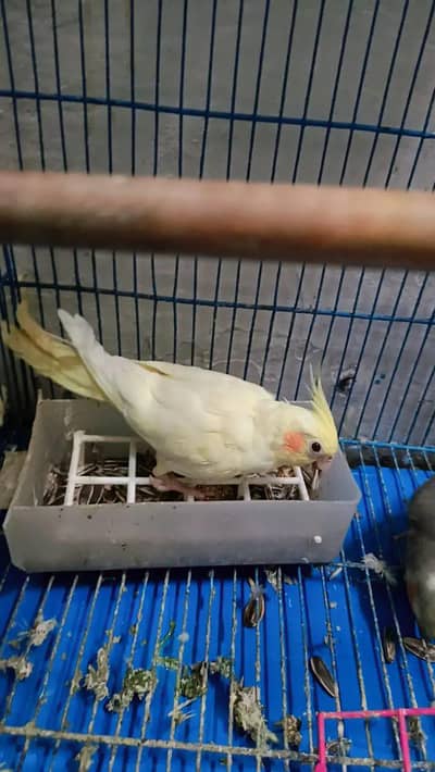 cockatiel or bajri breeder pairs