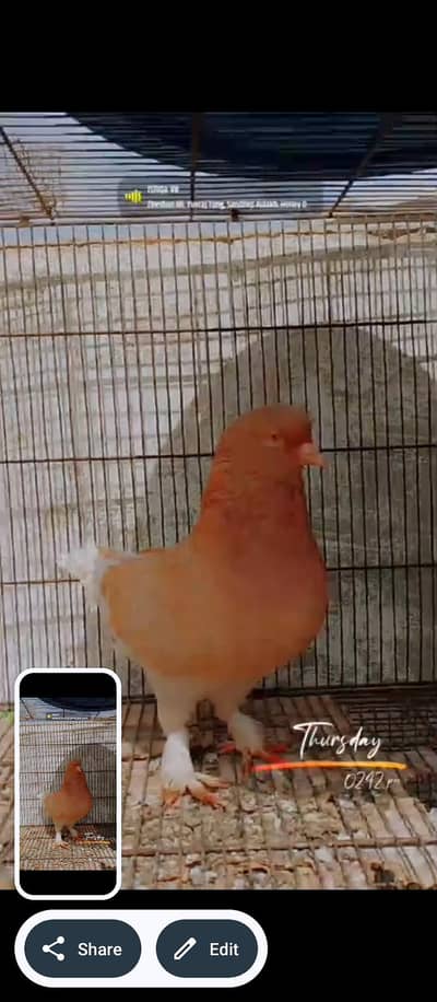 king male