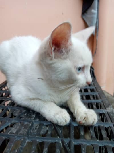 percian kitten available for sale age 2 months