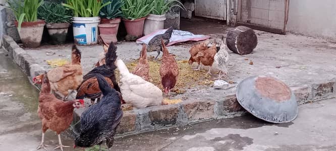 8 bari murghi or 6 choti