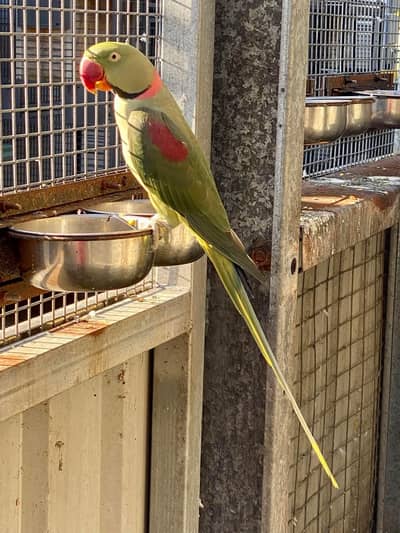 raw parrot male