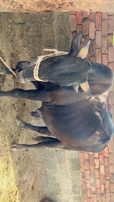 MashAllah 7 Mann Kala Bull For Sale in Gojra