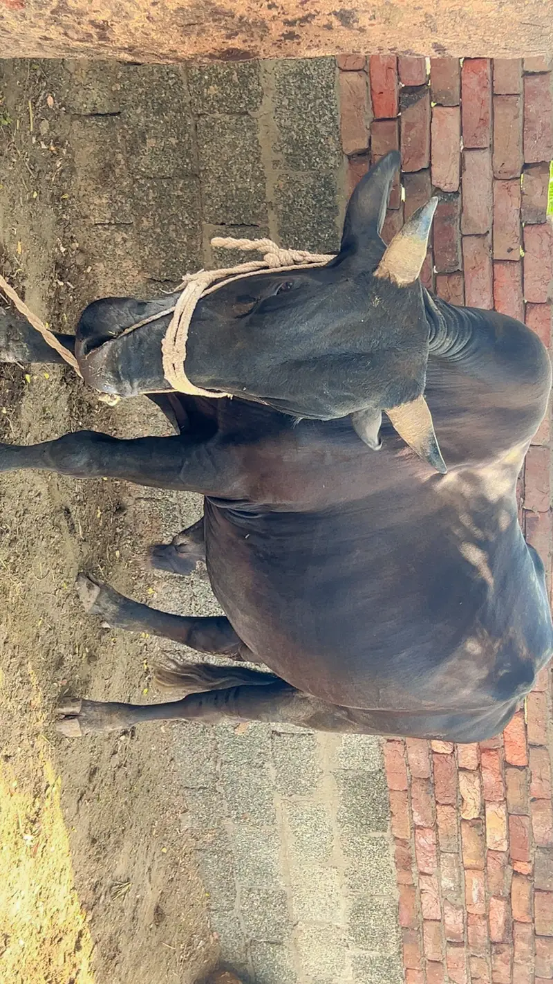 MashAllah 7 Mann Kala Bull For Sale in Gojra