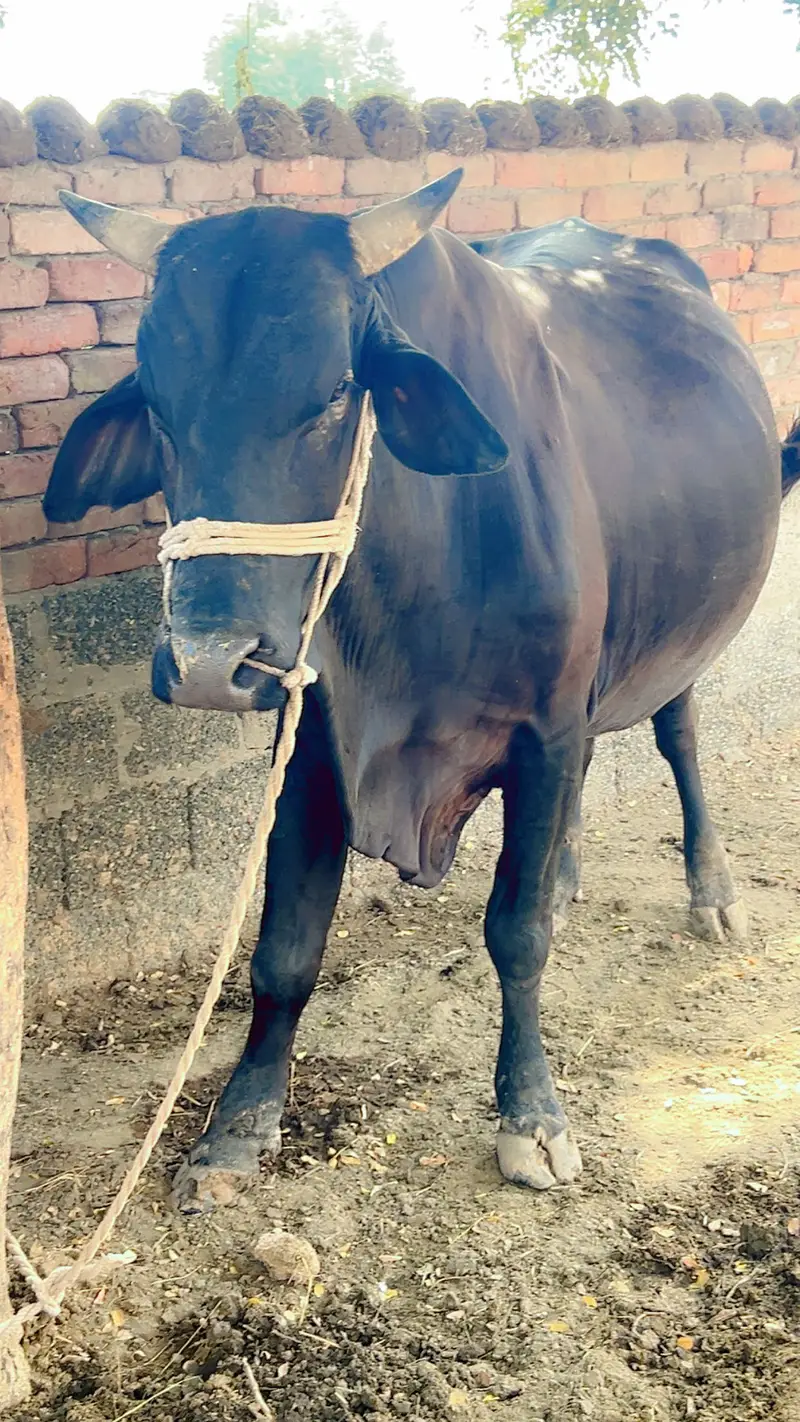 MashAllah 7 Mann Kala Bull For Sale in Gojra — photo 2