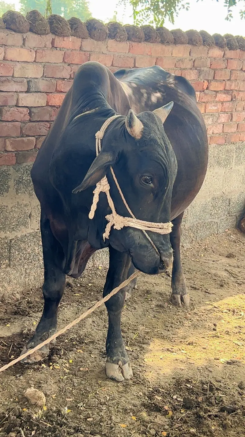 MashAllah 7 Mann Kala Bull For Sale in Gojra — photo 3