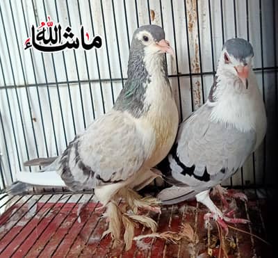 silver sherazi breder pair For sale