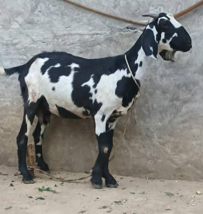Healthy Drogly Nasal Black & White Bakri