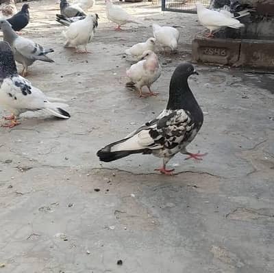 kabootar urgent sale