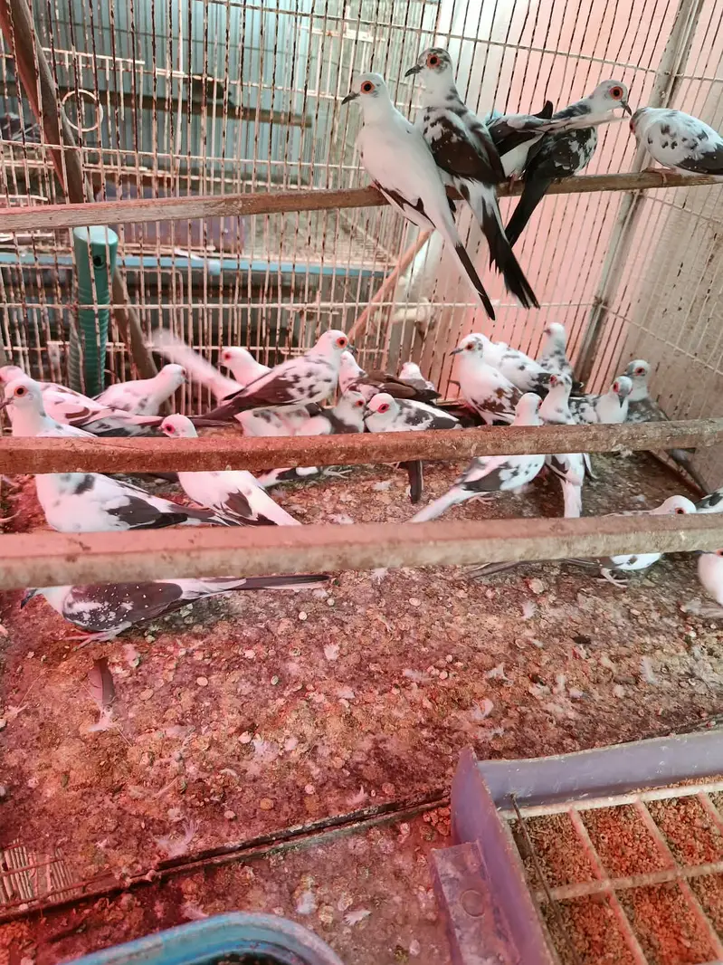 Diamond pied dove