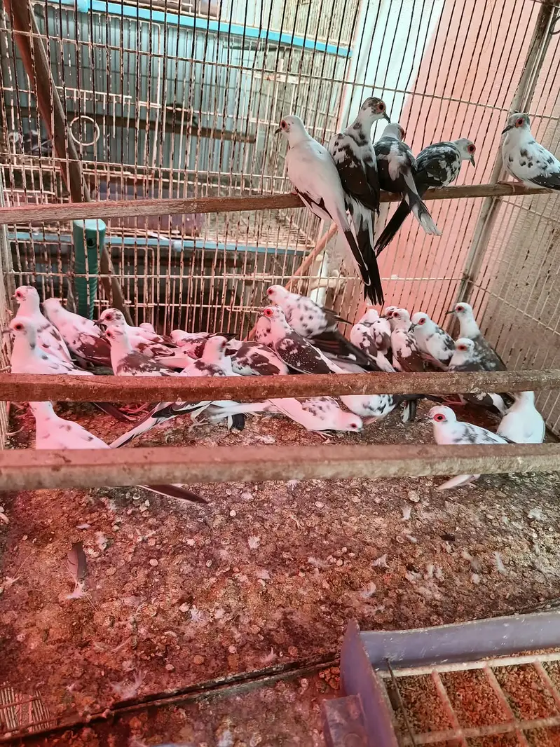 Diamond pied dove — photo 2