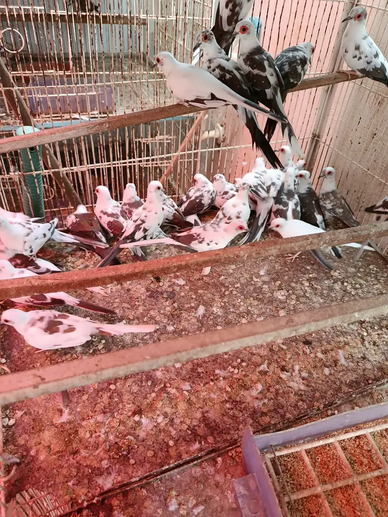 Diamond pied dove — photo 3