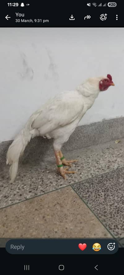 Heera breeder