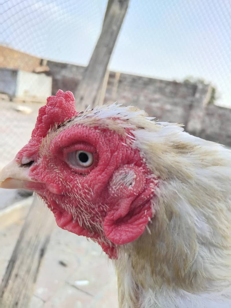 Heera breeder 1