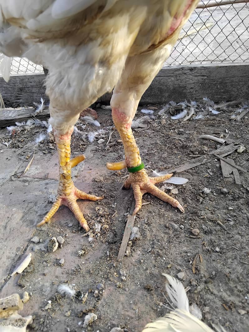 Heera breeder 2