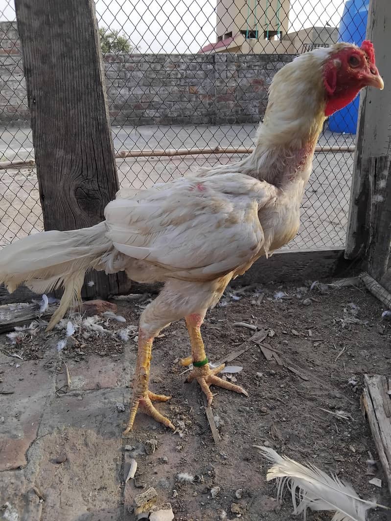 Heera breeder 3