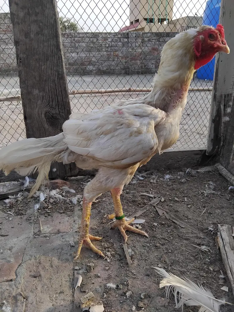 Heera breeder — photo 4