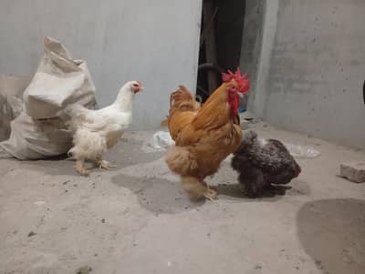 funcy hen available 1 male 2 female