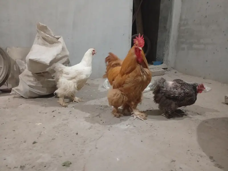 funcy hen available 1 male 2 female — photo 2