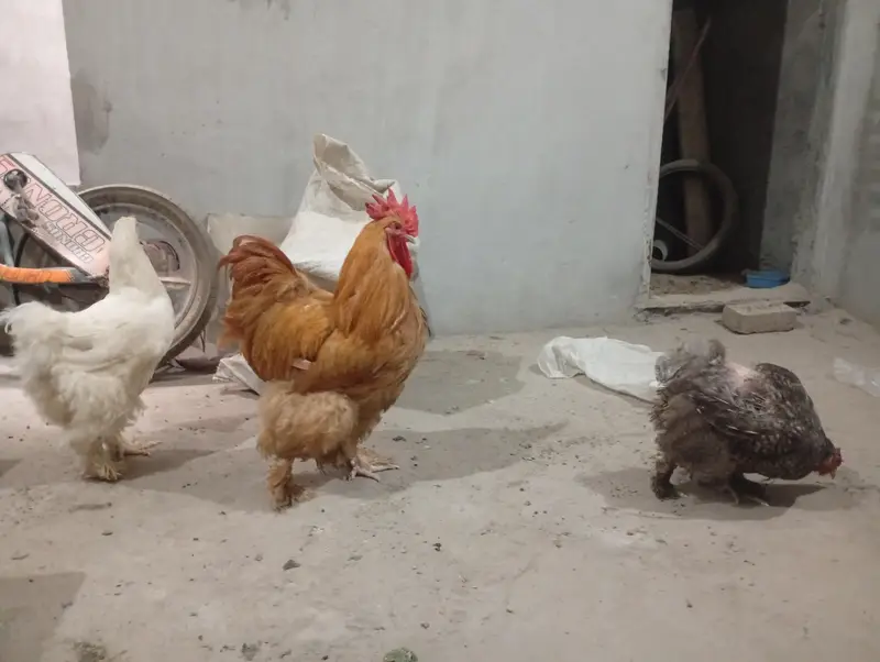 funcy hen available 1 male 2 female — photo 3