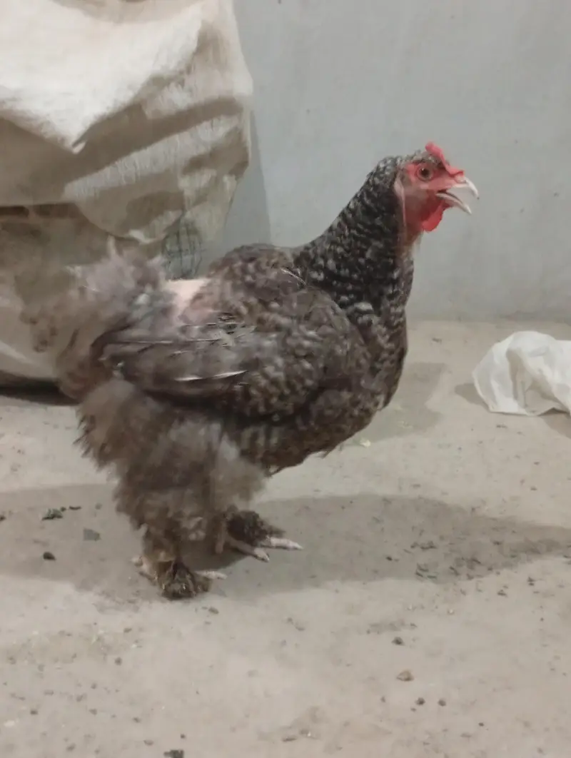funcy hen available 1 male 2 female — photo 4