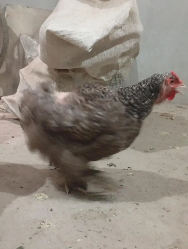 funcy hen available 1 male 2 female — photo 5