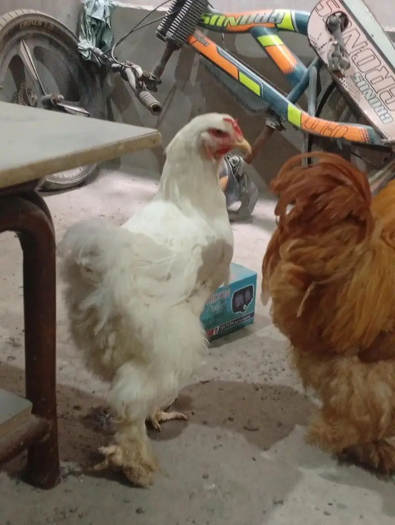 funcy hen available 1 male 2 female — photo 6