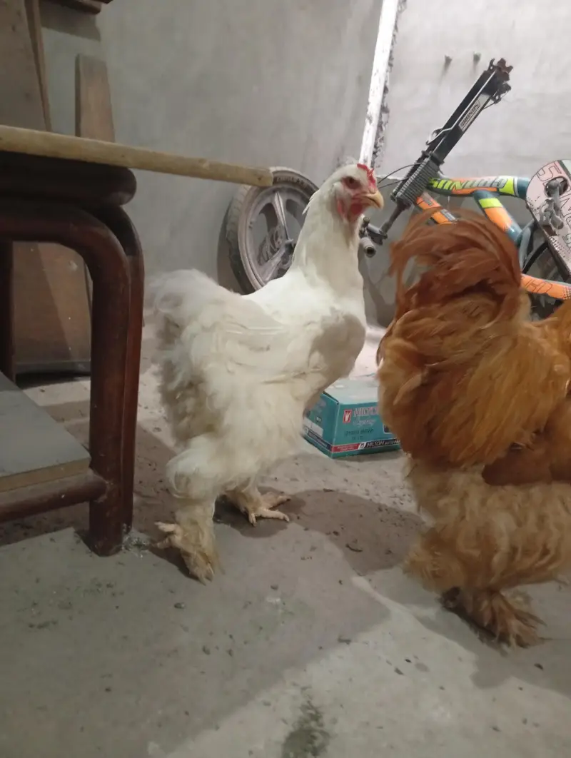 funcy hen available 1 male 2 female — photo 7