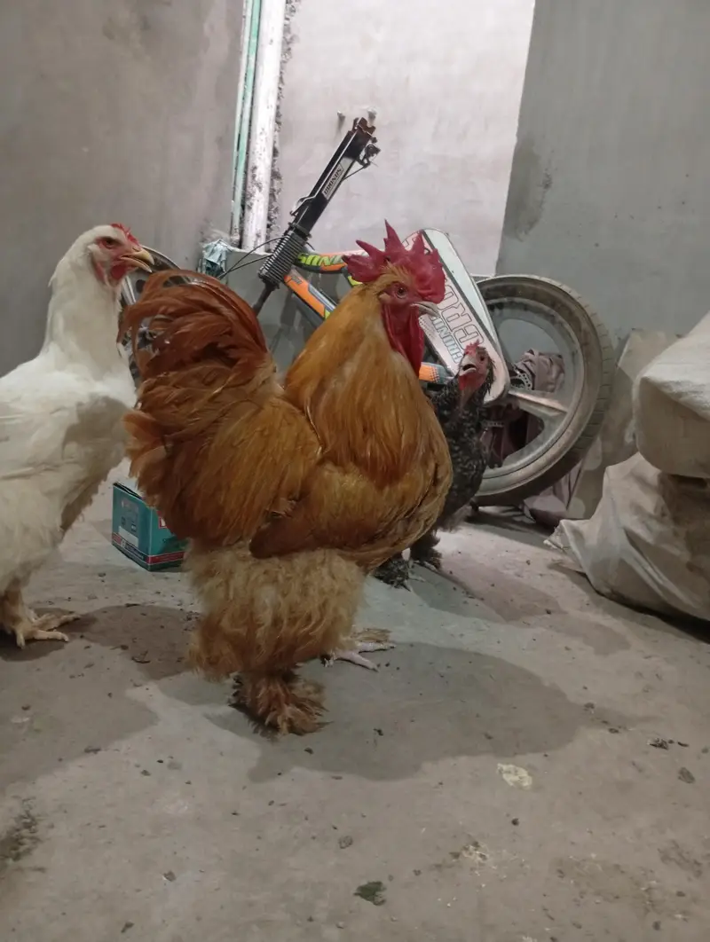 funcy hen available 1 male 2 female — photo 8