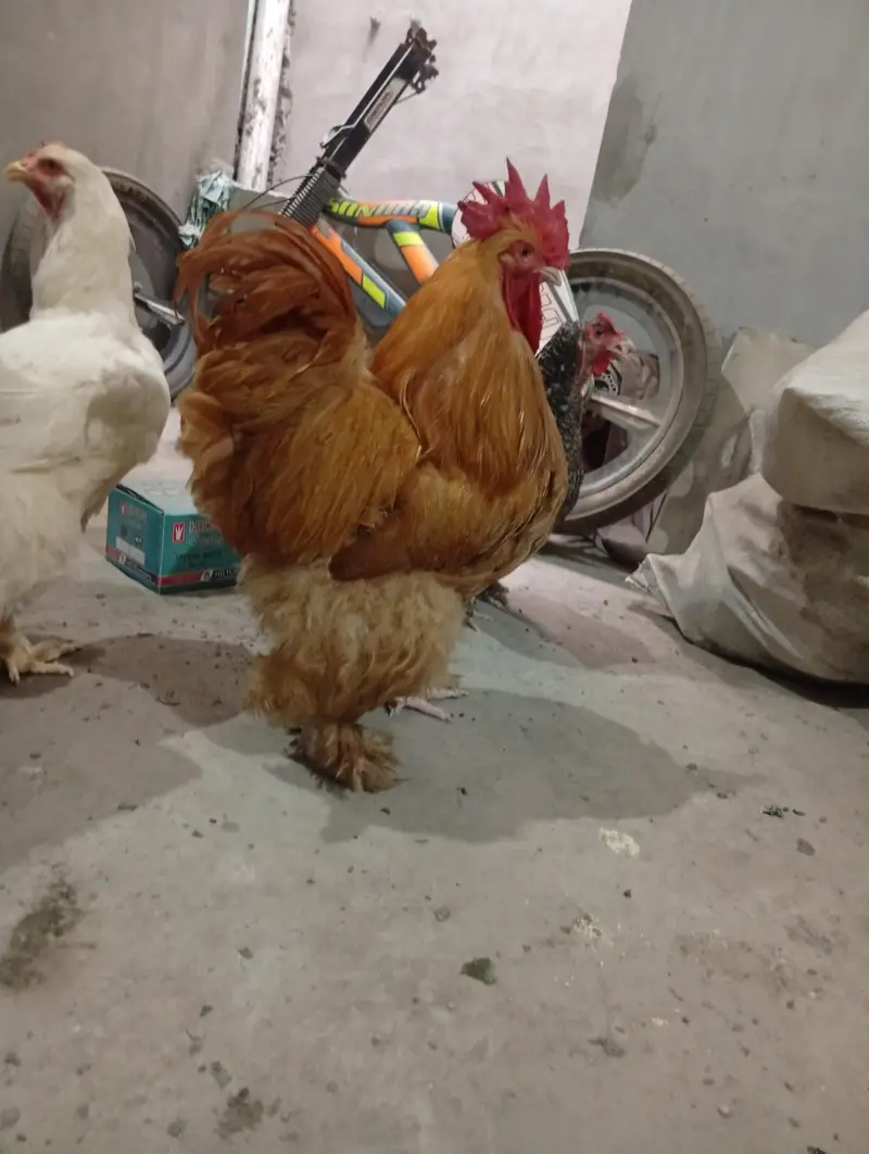 funcy hen available 1 male 2 female — photo 9