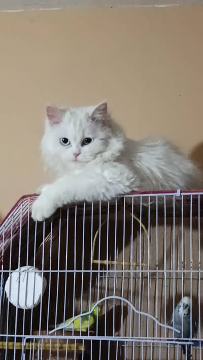 Semi-Punch Persian Cat For Sale!