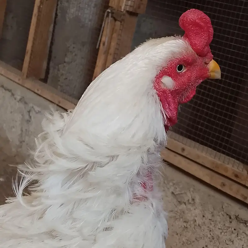 Quantity Heera male — photo 3