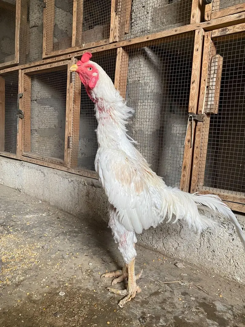 Quantity Heera male — photo 5