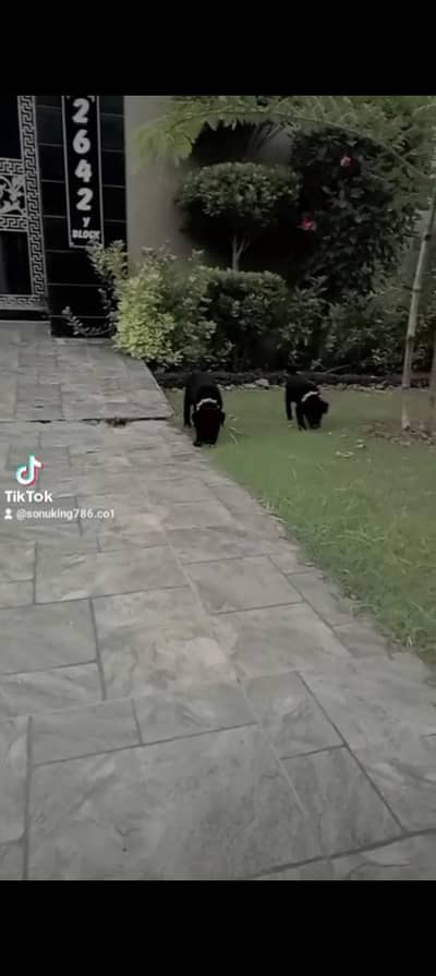 Black Labrador Puppies Pair for Sale – 2 Months Old