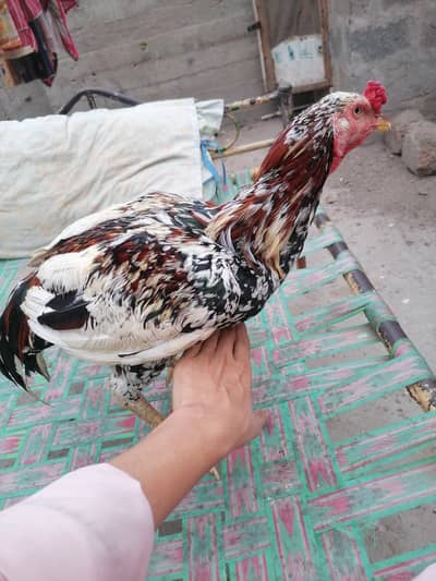 saeedkhan aseel