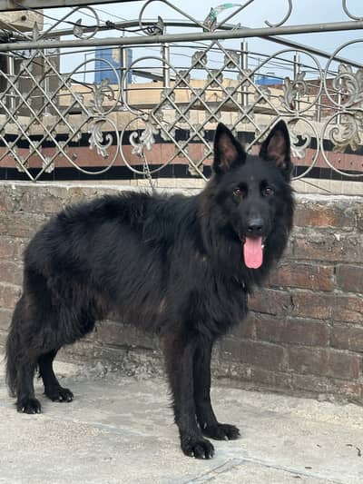 Black german shepherd long coat male puppy