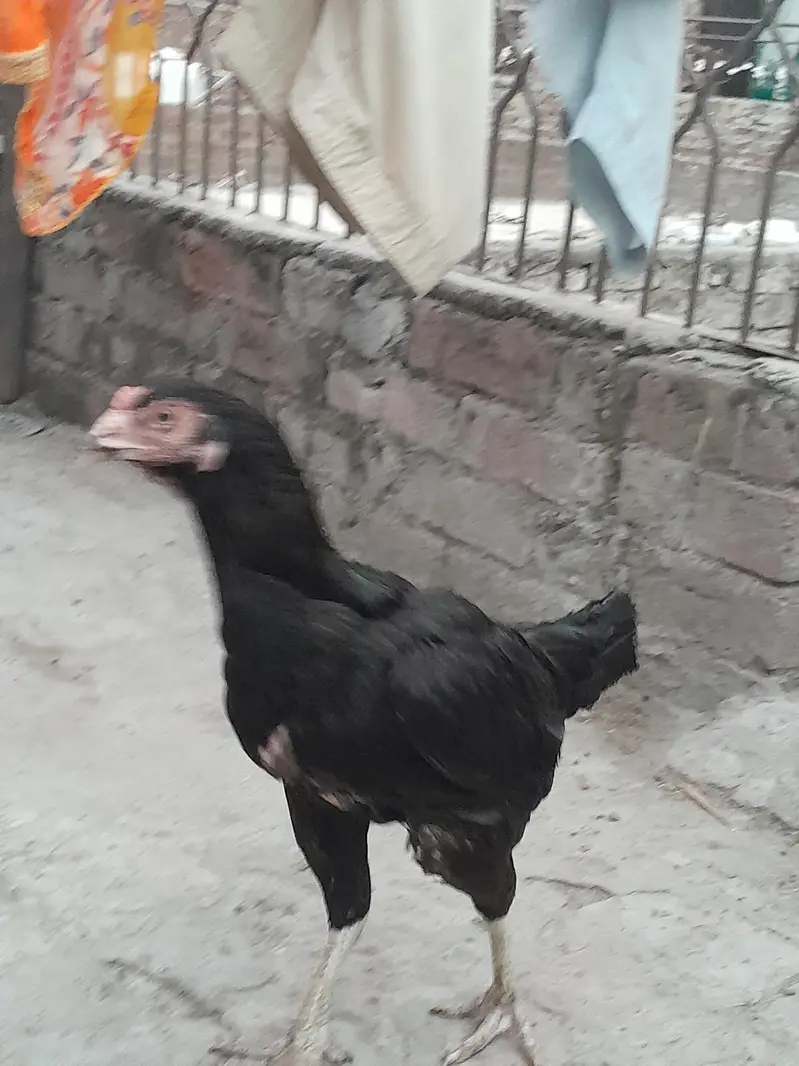 Mushki Kurak Aseel — photo 2