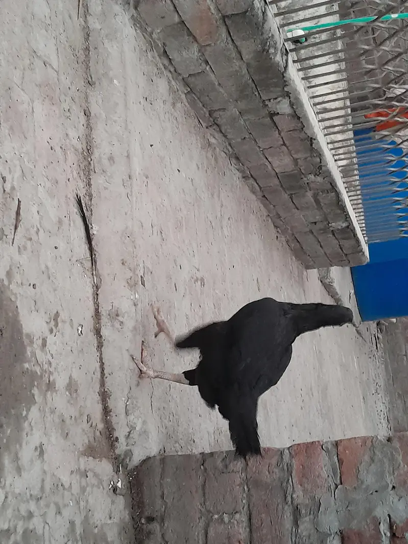 Mushki Kurak Aseel — photo 5