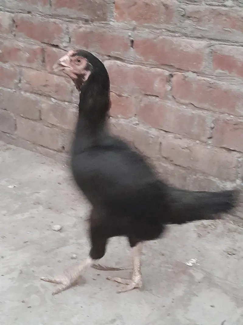 Mushki Kurak Aseel — photo 6
