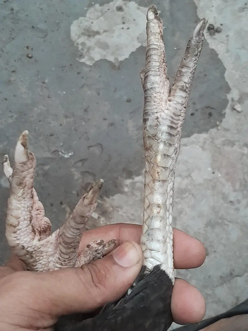 Mushki Kurak Aseel — photo 7