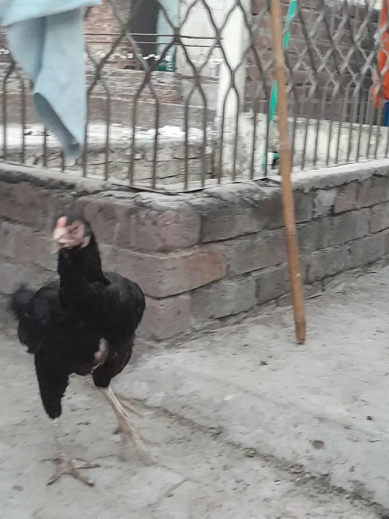 Mushki Kurak Aseel — photo 8