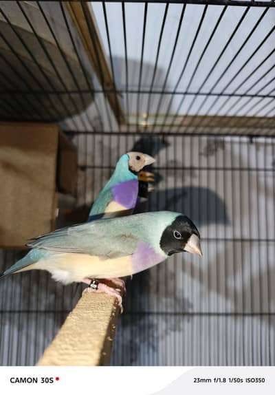 Goldien finches breader pairs for sale