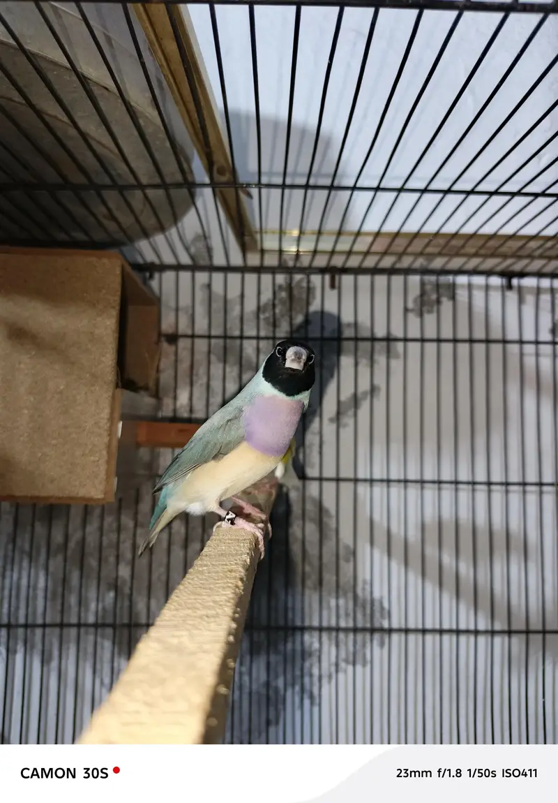 Goldien finches breader pairs for sale — photo 3