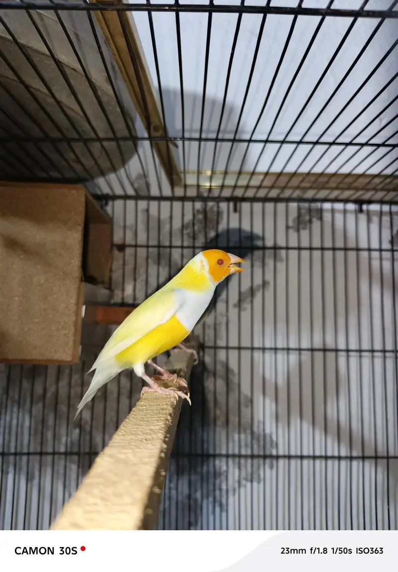 Goldien finches breader pairs for sale — photo 4