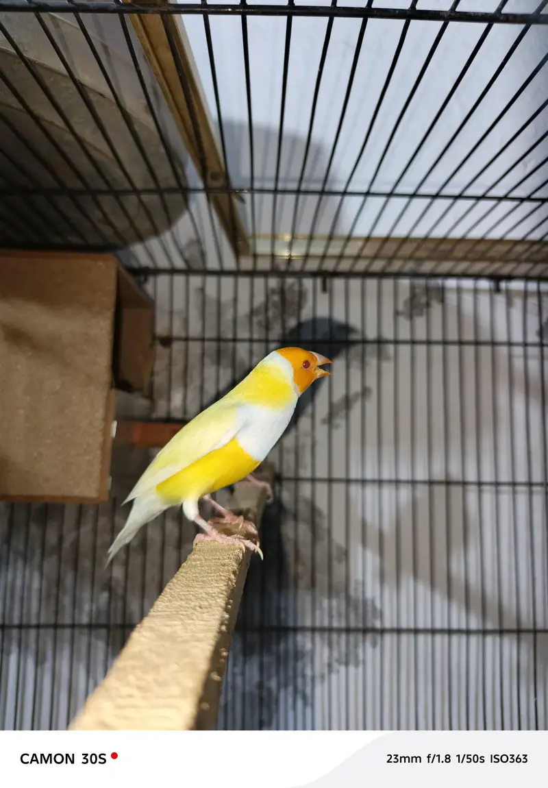 Goldien finches breader pairs for sale — photo 5