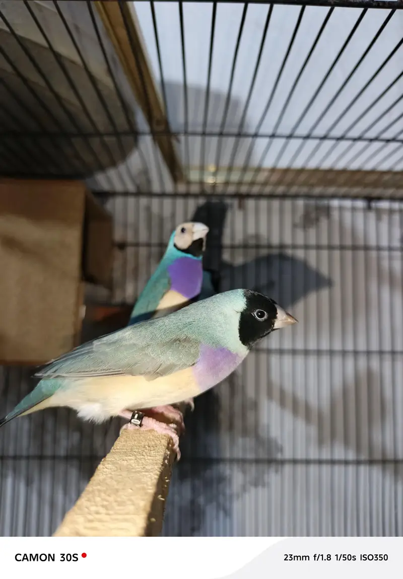 Goldien finches breader pairs for sale — photo 6