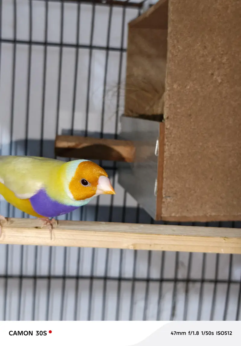 Goldien finches breader pairs for sale — photo 7