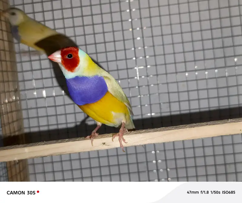 Goldien finches breader pairs for sale — photo 8