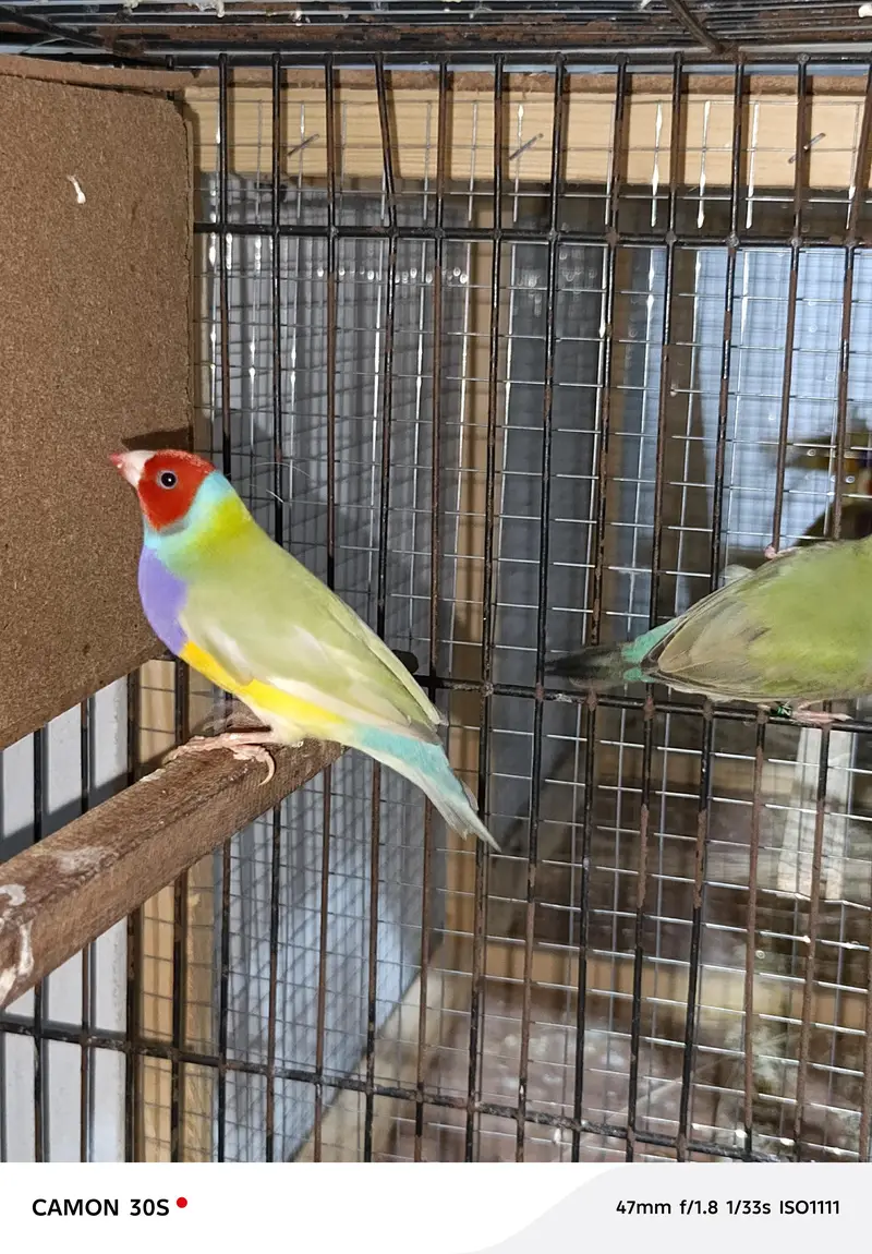 Goldien finches breader pairs for sale — photo 9