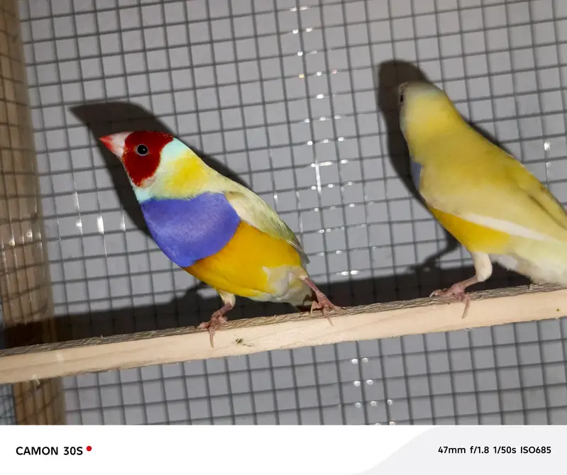 Goldien finches breader pairs for sale — photo 10